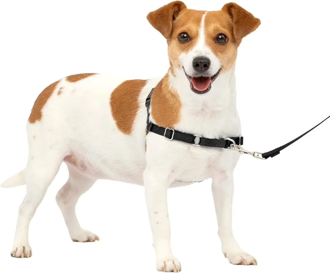PetSafe Easy Walk Hondentuig - Small - Zwart - afbeelding 4 van 6