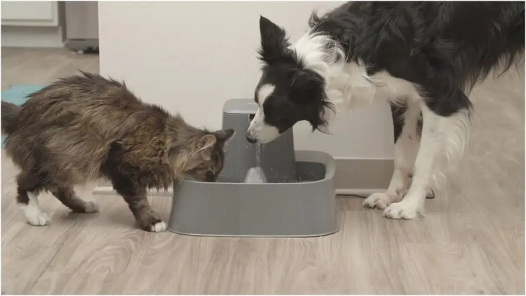 PetSafe Drinkwell Huisdierenfontein - 7,5 liter - afbeelding 6 van 6