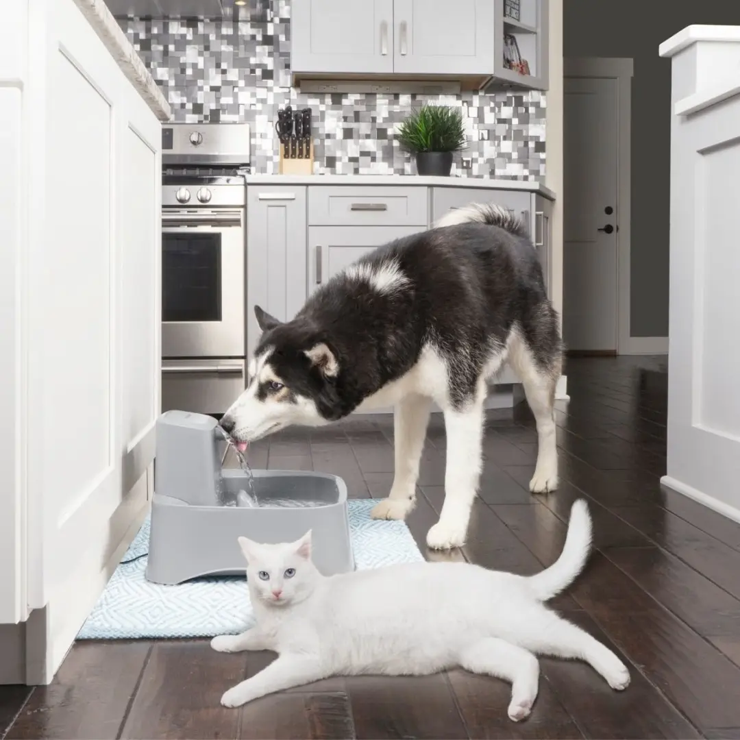 PetSafe Drinkwell Huisdierenfontein - 7,5 liter - afbeelding 3 van 6