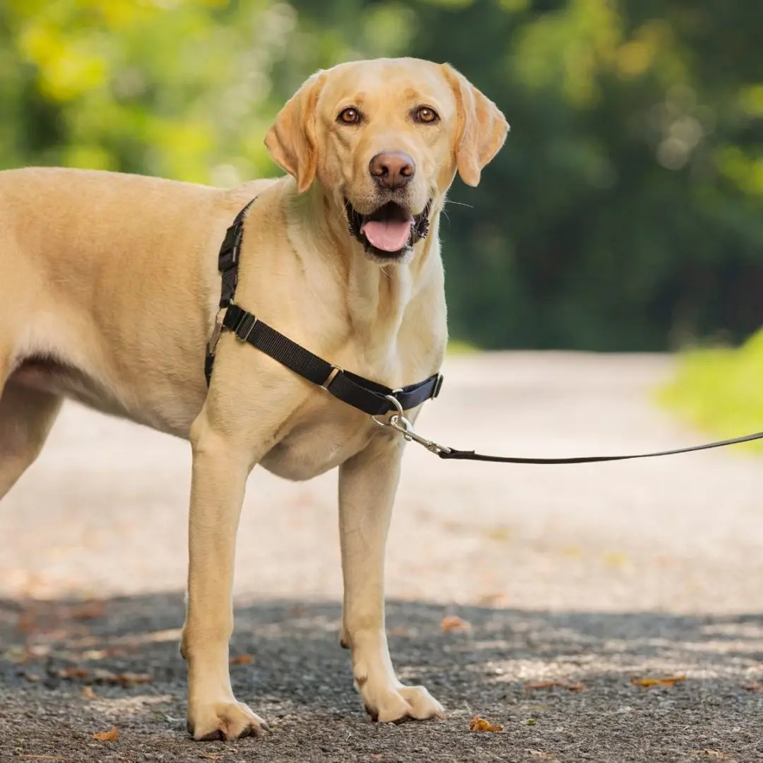 PetSafe Easy Walk® - Hondentuigje - Zwart - L - 66-91 cm - afbeelding 4 van 6