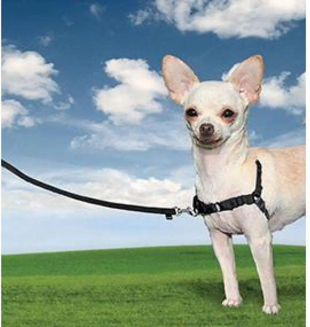 PetSafe Easy Walk® - Hondentuigje - Zwart - L - 66-91 cm - afbeelding 5 van 6