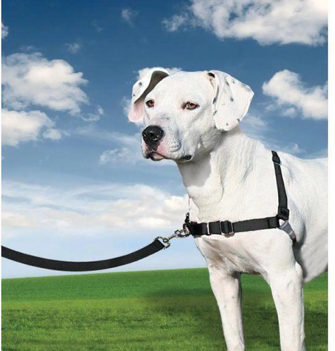PetSafe Easy Walk® - Hondentuigje - Zwart - L - 66-91 cm - afbeelding 6 van 6