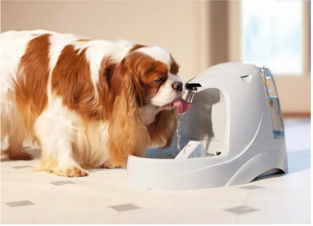 PetSafe Drinkwell Platinum Drinkfontein - 5L + 3 Filters - afbeelding 3 van 6