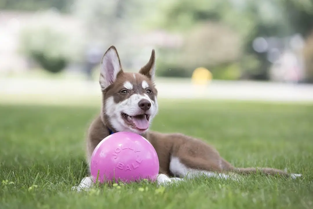 Jolly Pets Bounce-n Play Hondenbal Ø11cm - Roze - afbeelding 2 van 6