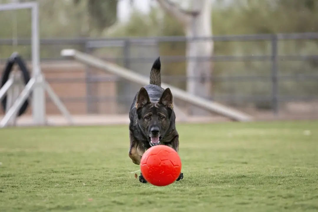 Jolly Pets Voetbal Hondenspeelgoed - Ø15cm - Roze - afbeelding 2 van 6