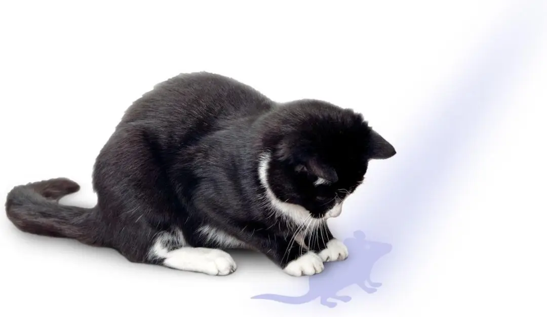 Karlie Wijzer Kattenspeeltje met Muismotief - Grijs - afbeelding 2 van 3