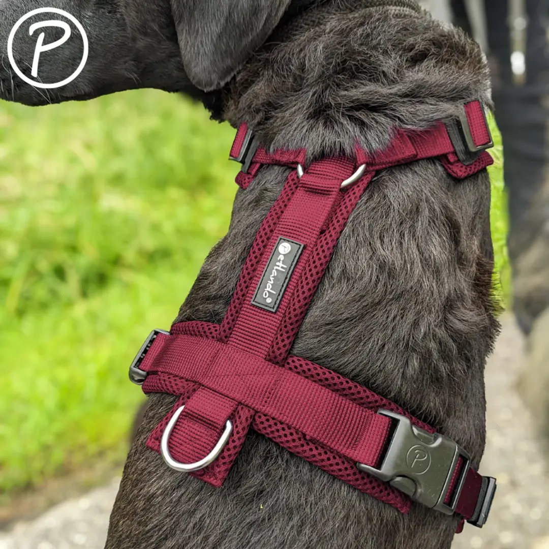 Petlando Mesh Y-Harness Comfort