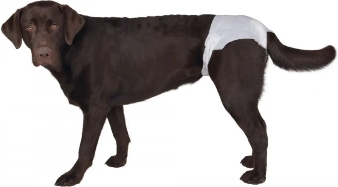 Luiers voor teven (5-pack)