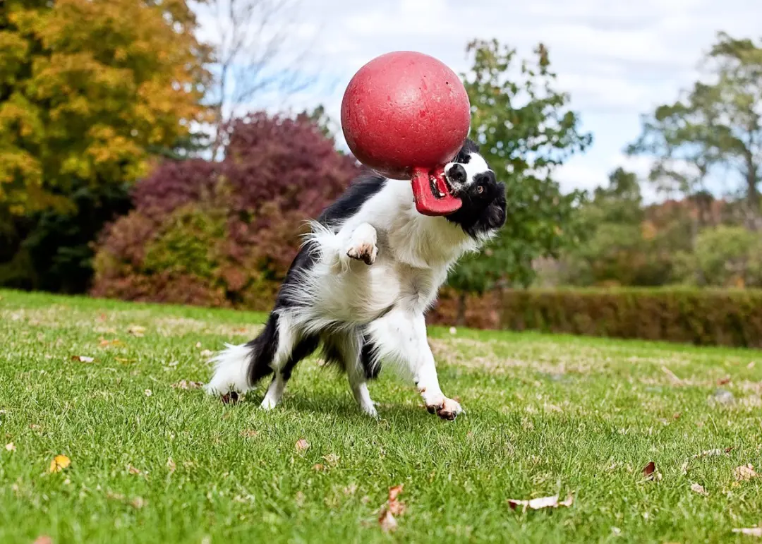 Jolly Pets Tug-n-Toss Hondenspeelgoed - Ø15cm - Oranje - afbeelding 6 van 6