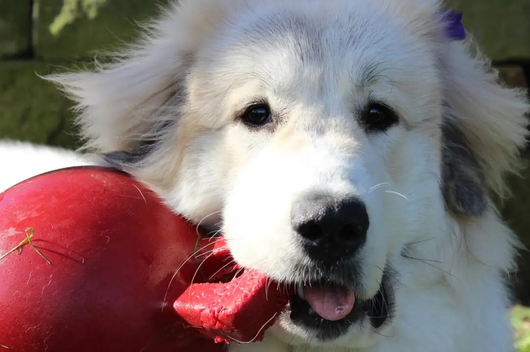 Jolly Pets Tug-n-Toss Hondenspeelgoed - Ø15cm - Oranje - afbeelding 3 van 6