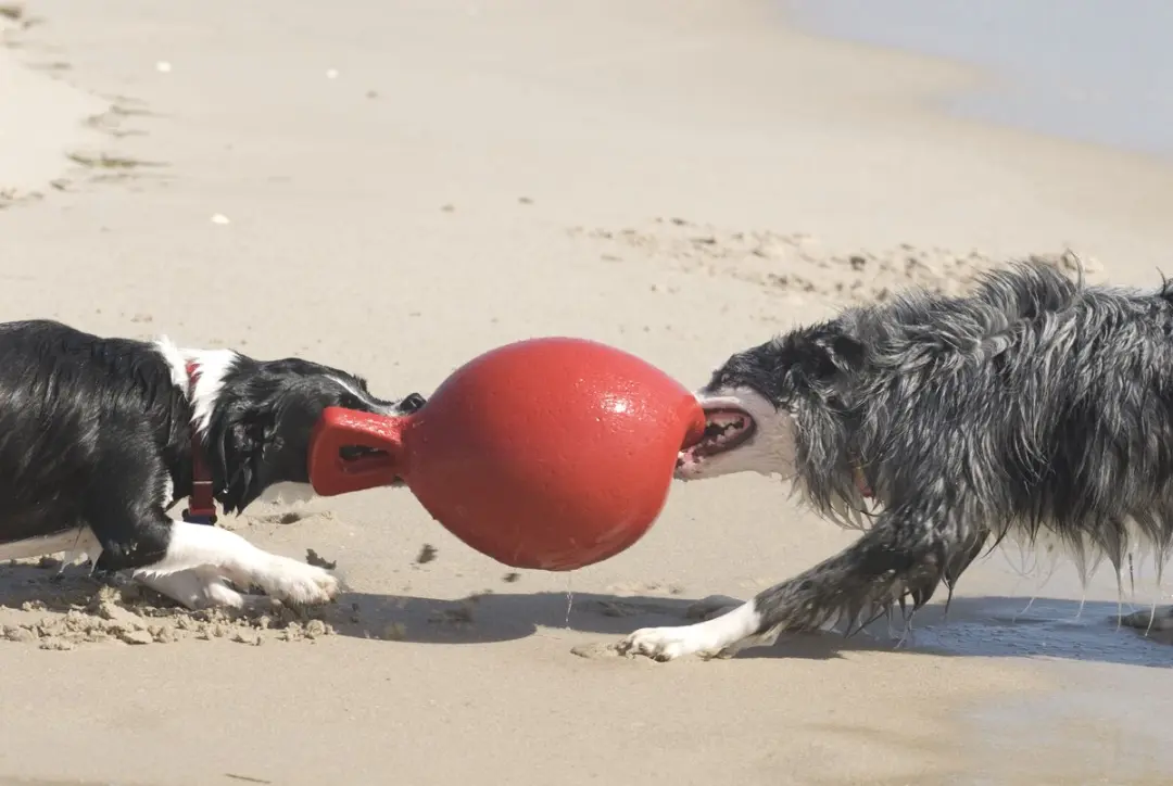 Jolly Pets Tug-n-Toss Hondenspeelgoed - Ø15cm - Oranje - afbeelding 2 van 6