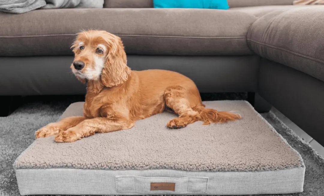 Petlando Orthopedisch ligbed Merano Stone M - Hond - afbeelding 6 van 6
