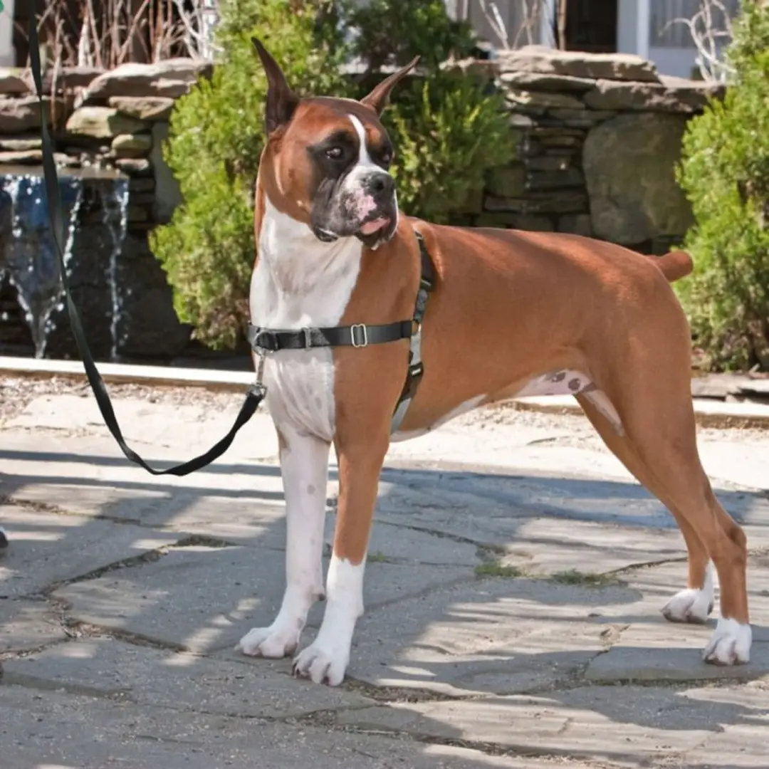 PetSafe Easy Walk Hondentuig - XL - Zwart - afbeelding 6 van 6