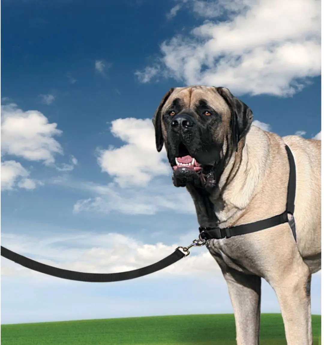 PetSafe Easy Walk Hondentuig - XL - Zwart - afbeelding 5 van 6