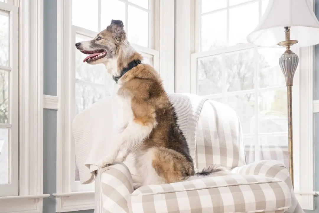 PetSafe Big Dog Deluxe Anti-Blafband met Spray - afbeelding 5 van 6