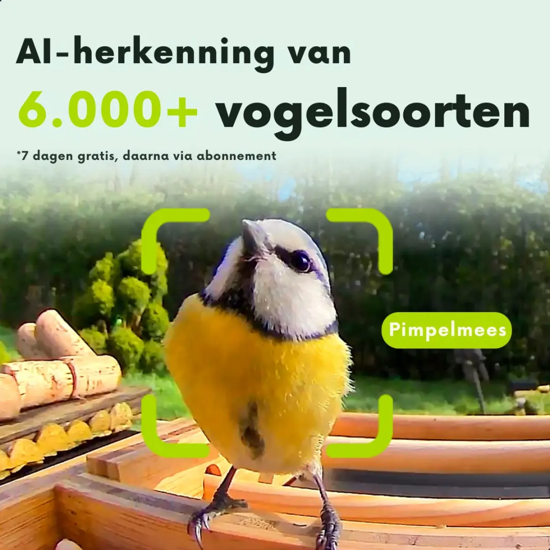 Birdfy Bamboo Vogelvoederhuisje met Camera - Zonnepaneel - afbeelding 6 van 6