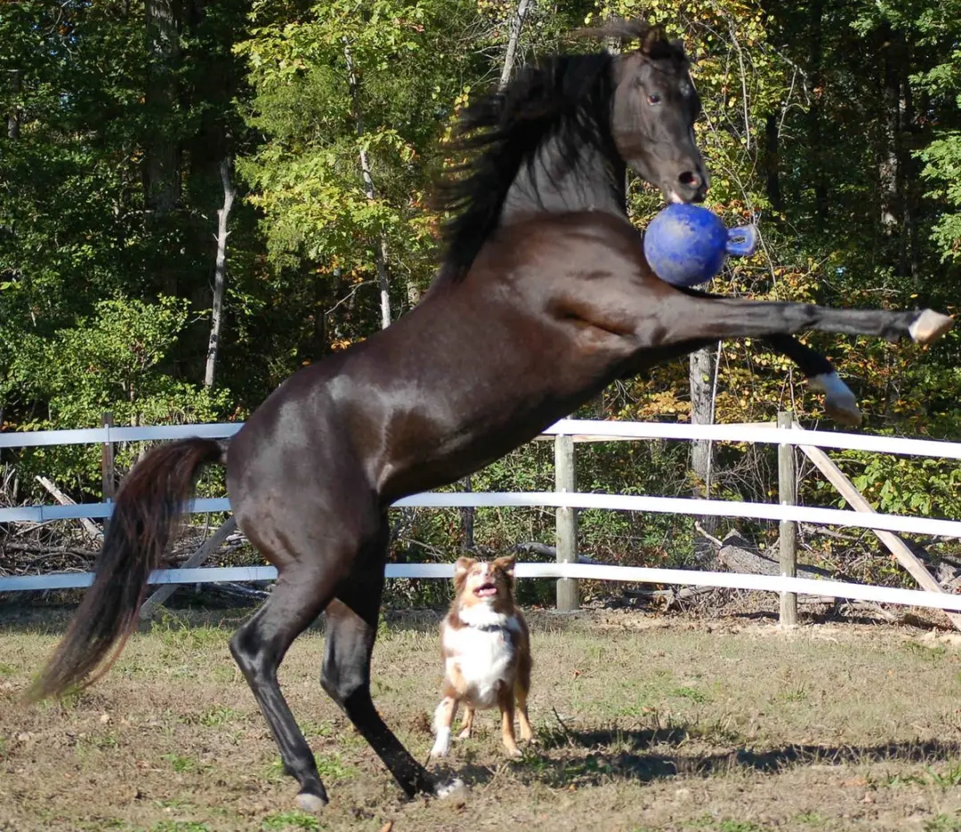 Jolly Pets Jolly Ball Paardenbal - Ø20cm - Blauw - afbeelding 3 van 6