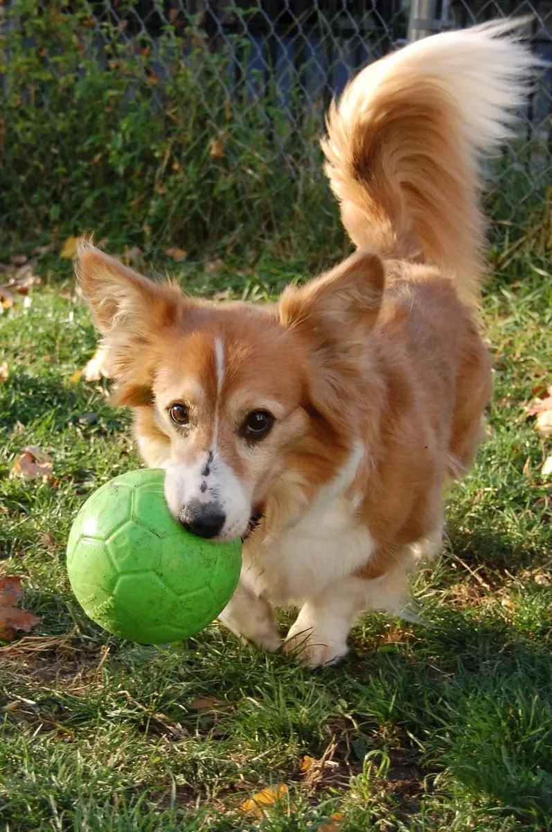 Jolly Pets Jolly Soccer Ball Hondenspeelgoed - Ø15cm - Groen - afbeelding 2 van 6