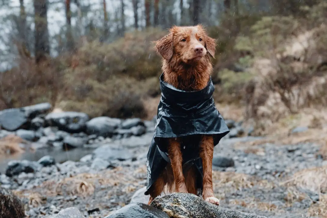 Hurtta Monsoon Coat
