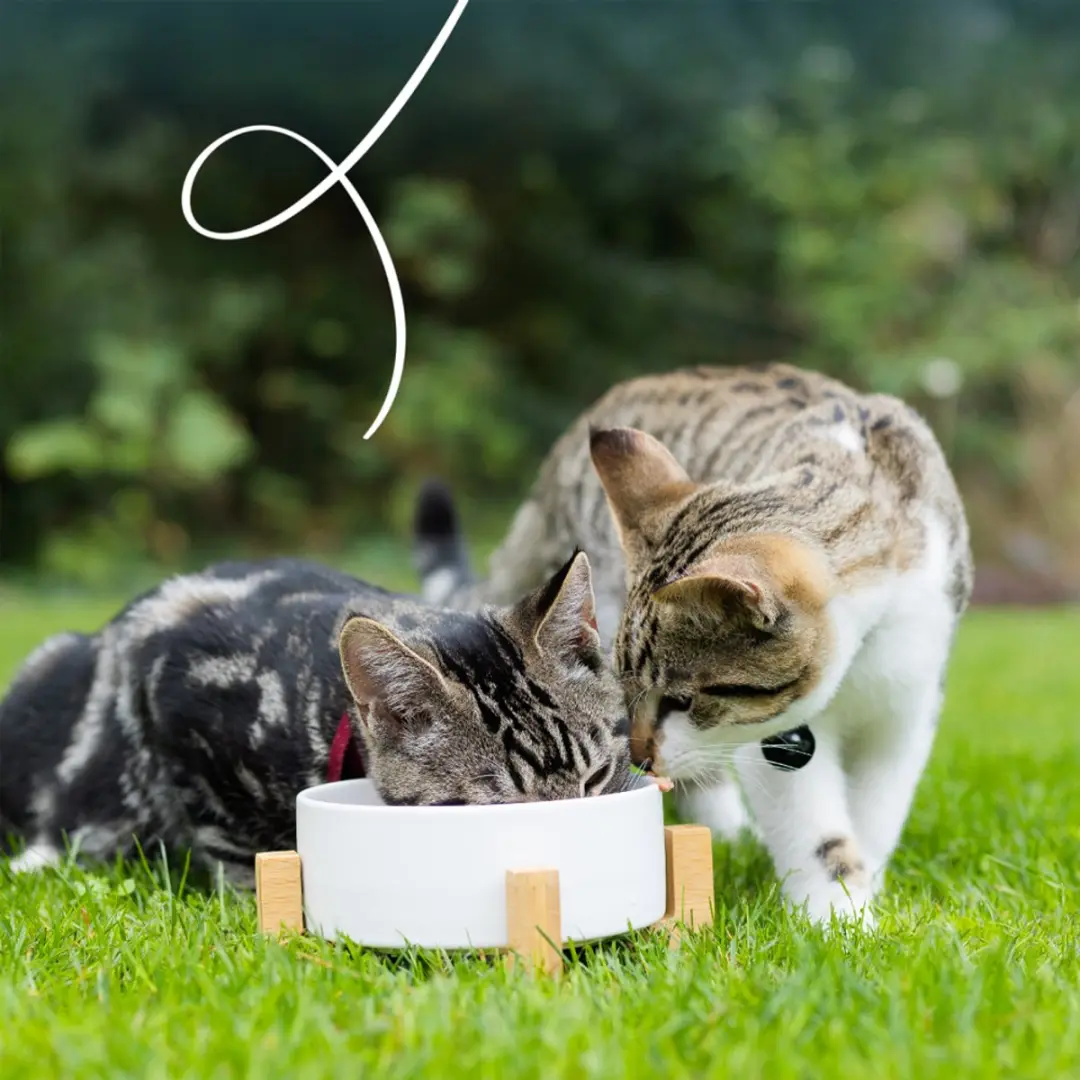 Yarrah Bio Kattenvoer Chunks Kip & Kalkoen 100g - afbeelding 6 van 6