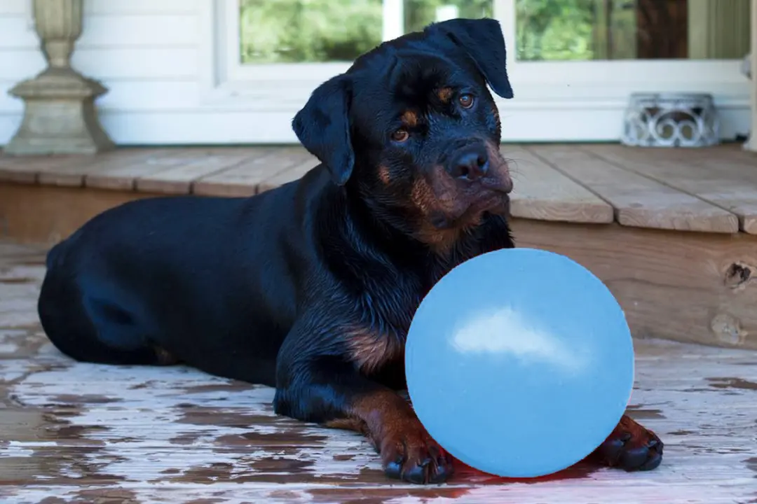Jolly Pets Bounce-n Play Speelbal Ø20cm - Baby Blauw - afbeelding 3 van 6