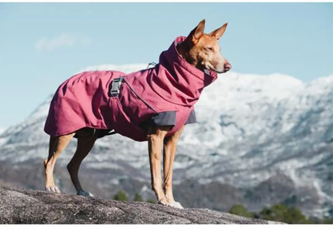 Hurtta Expedition Parka - Beetroot - afbeelding 4 van 5