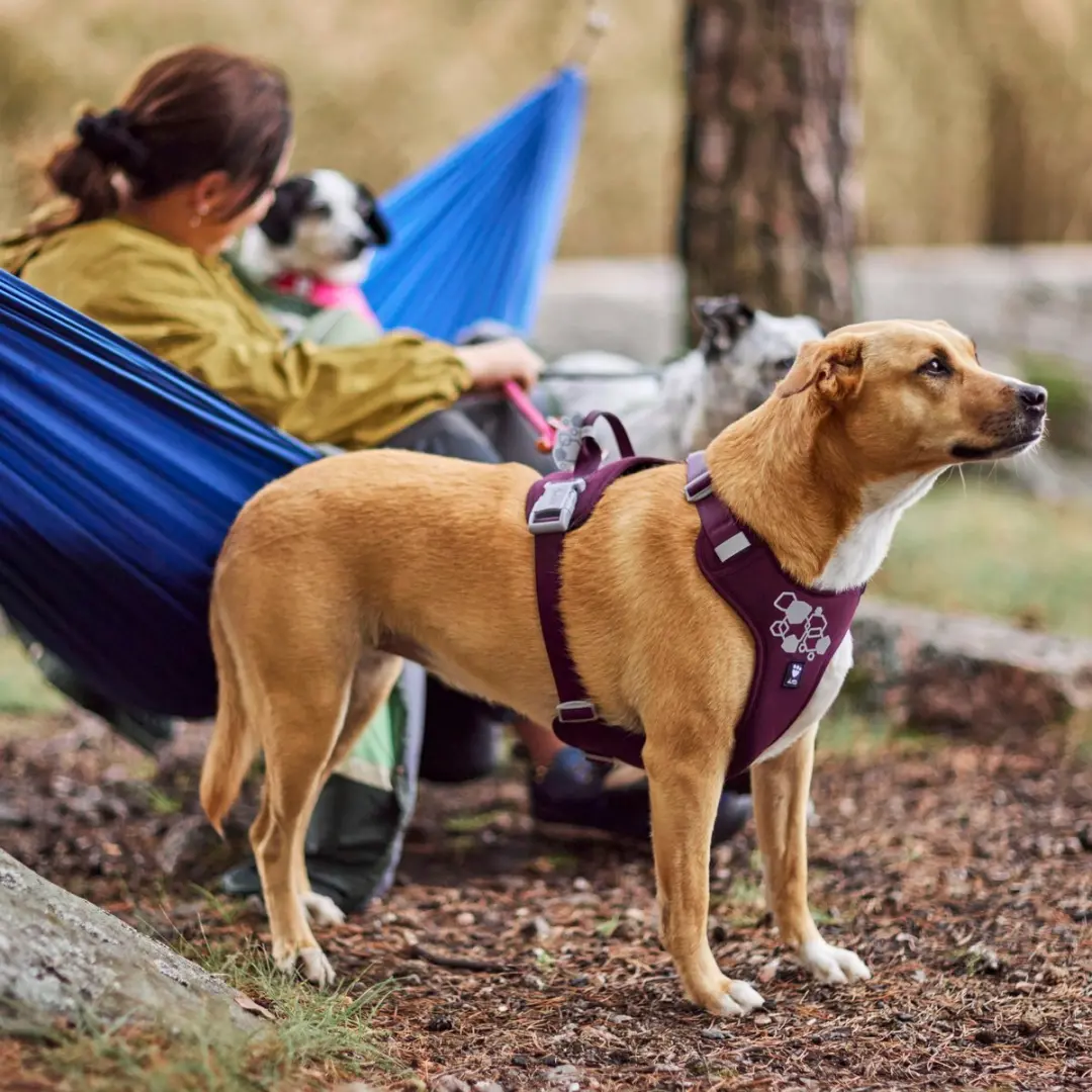 Hurtta Weekend Warrior II ECO Sele - 75-100cm - Aubergine - afbeelding 3 van 4