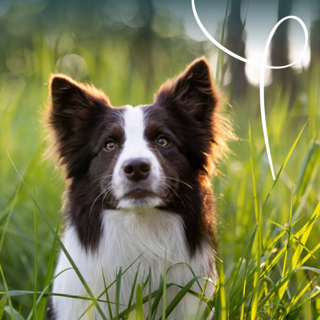 Yarrah Dog Alu Bio Hondenvoer Rund - 12 x 150g - afbeelding 4 van 6