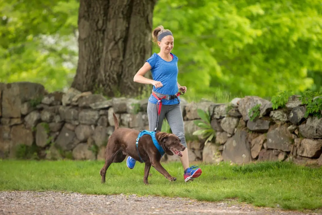 Kurgo Springback Hondenriem Hardlopen - Zwart S - afbeelding 6 van 6