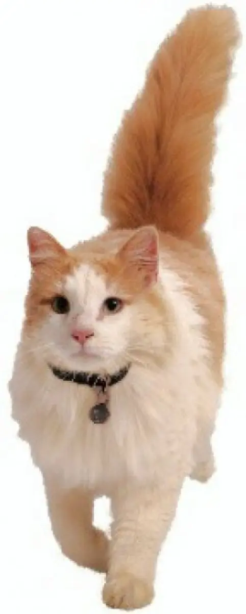 Petsafe 980 Kattenluik Magneetsleutel - Zilver - afbeelding 6 van 6