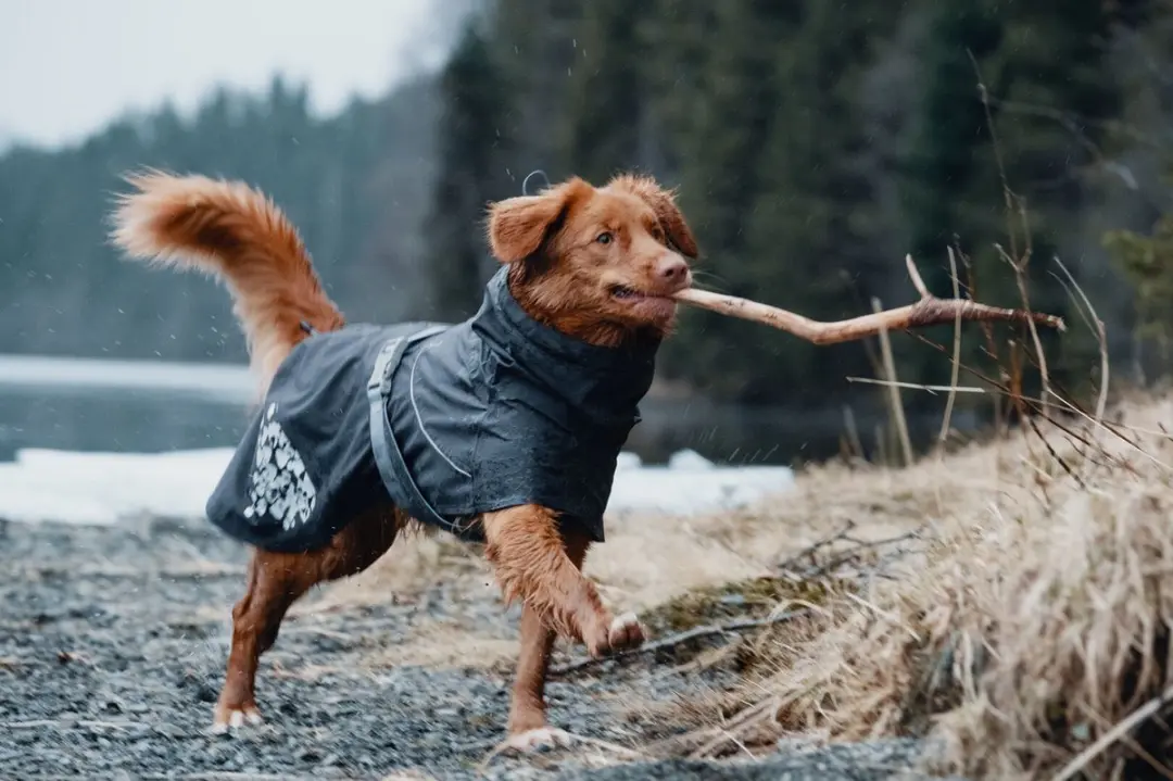Hurtta Monsoon Coat