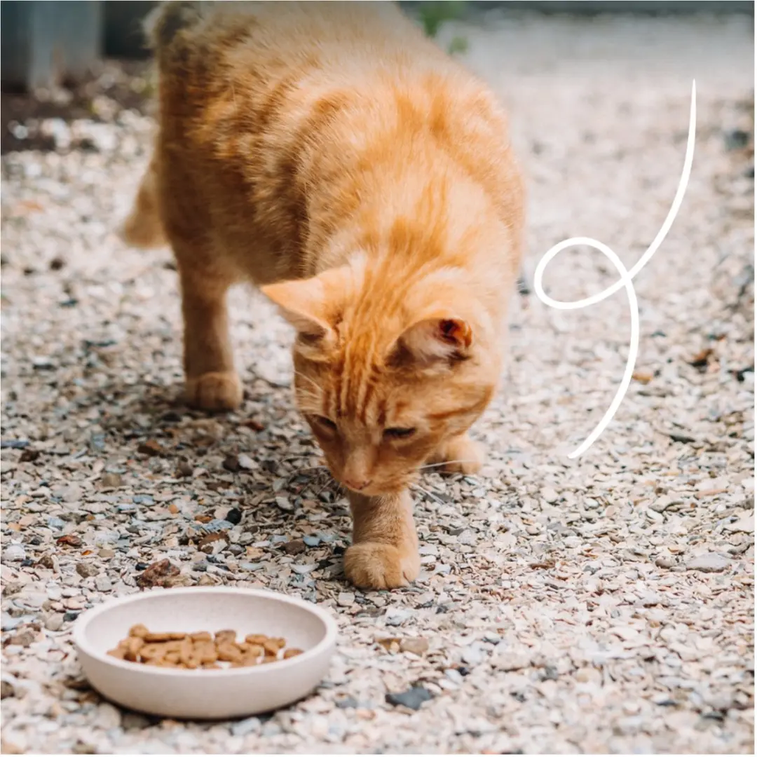 Yarrah Bio Kattenvoer Adult Vis 2,4 kg - afbeelding 4 van 6