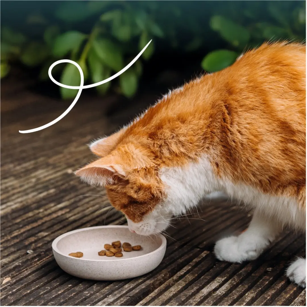 Yarrah Bio Kattenvoer Sterilised 2kg - afbeelding 2 van 6