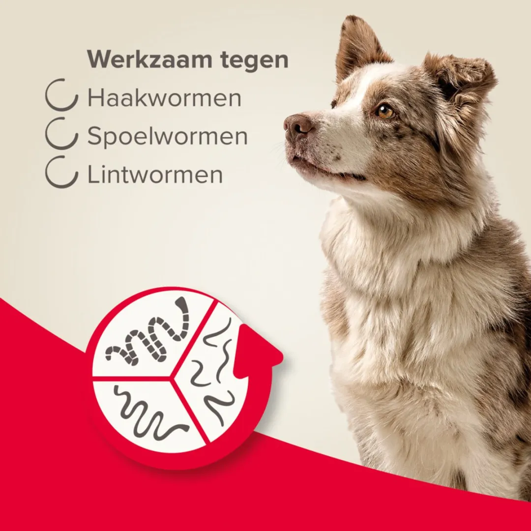 Beaphar Wormtablet All In One Hond - Anti wormenmiddel - 6 x 4 tab 2.5 Tot 40 Kg