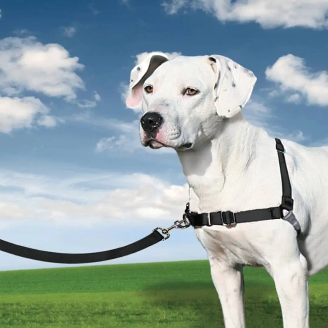 PetSafe Easy Walk Hondentuigje - M - Zwart - afbeelding 2 van 6