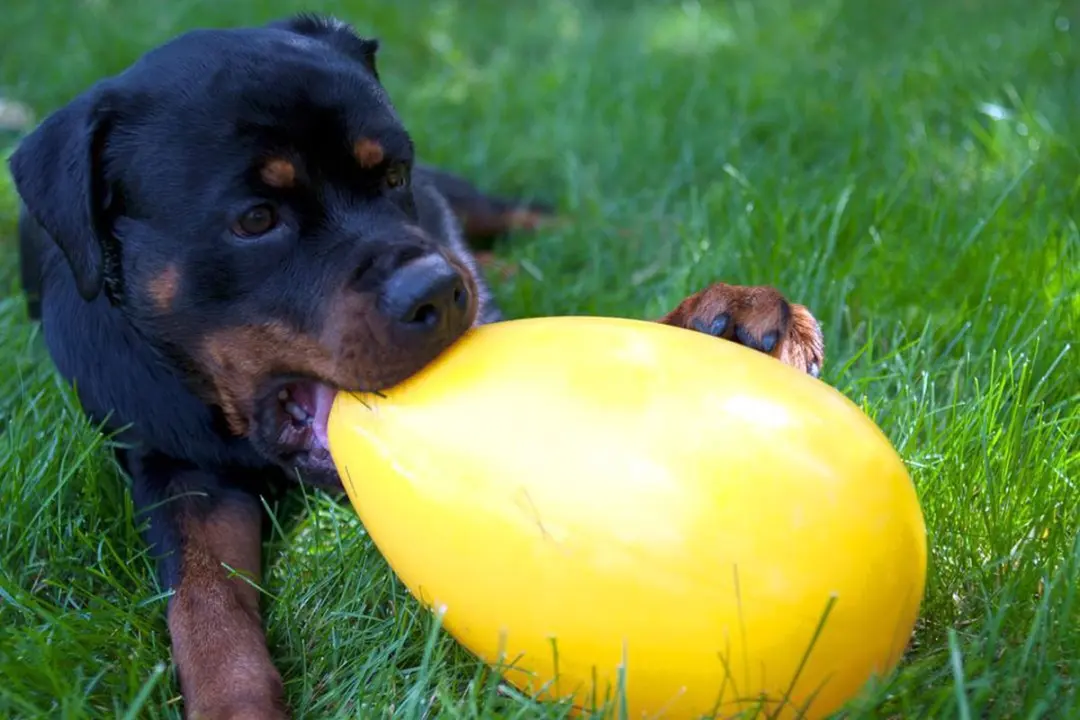 Jolly Pets Jolly Egg Hondenspeelgoed - Ø30cm - Geel - afbeelding 2 van 6