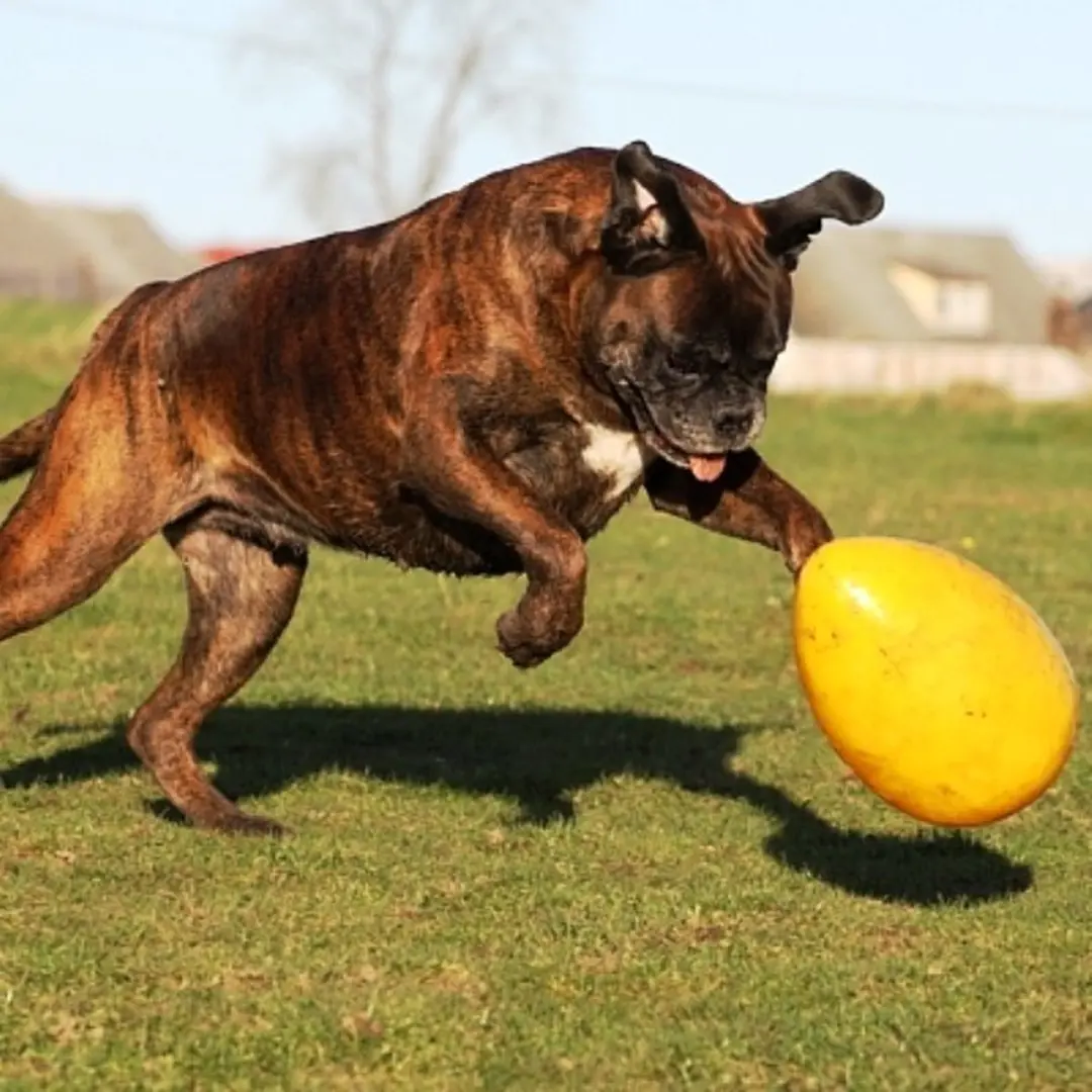 Jolly Pets Jolly Egg Hondenspeelgoed - Ø30cm - Geel - afbeelding 3 van 6