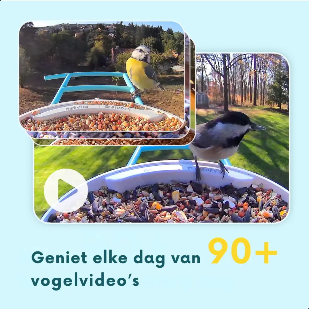 Birdfy Feeder 1 Vogelvoederhuisje met Camera - Zonnepaneel - afbeelding 3 van 6
