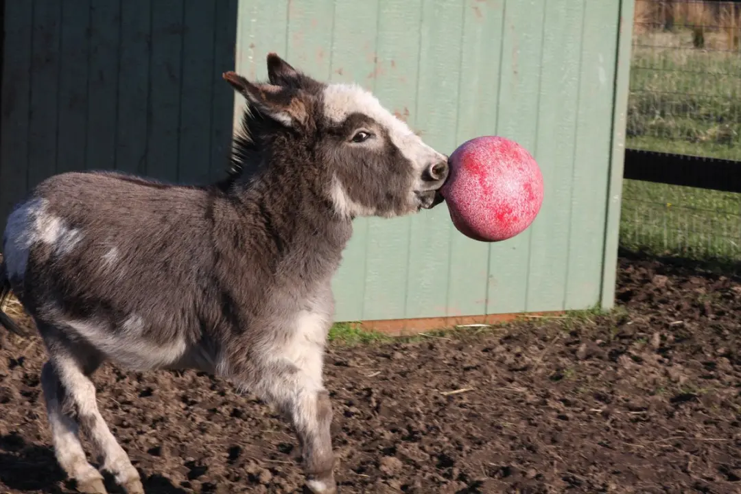 Jolly Pets Jolly Ball Ø25cm - Paardenspeelbal met appelgeur - Groen - afbeelding 3 van 6
