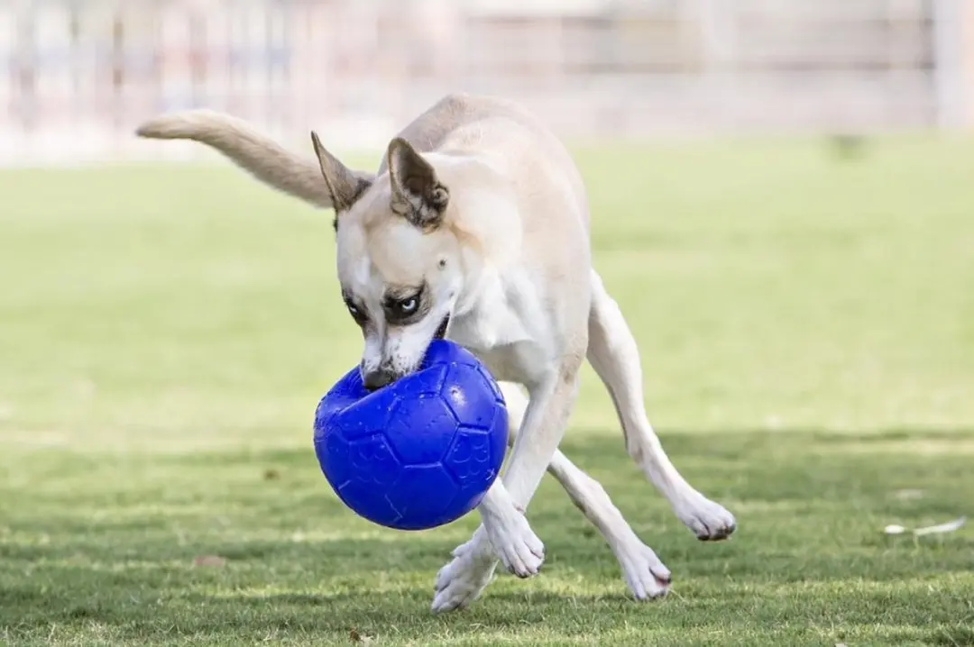 Jolly Pets Jolly Soccer Ball - Ø15cm - Blauw - afbeelding 4 van 6