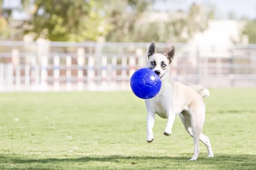 Jolly Pets Jolly Soccer Ball 20cm - Blauw - afbeelding 6 van 6