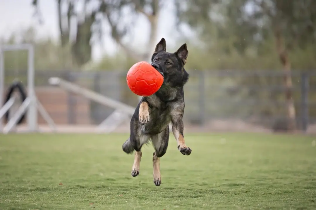 Jolly Pets Jolly Soccer Ball Hondenspeelgoed - Ø20cm - Rood - afbeelding 3 van 6