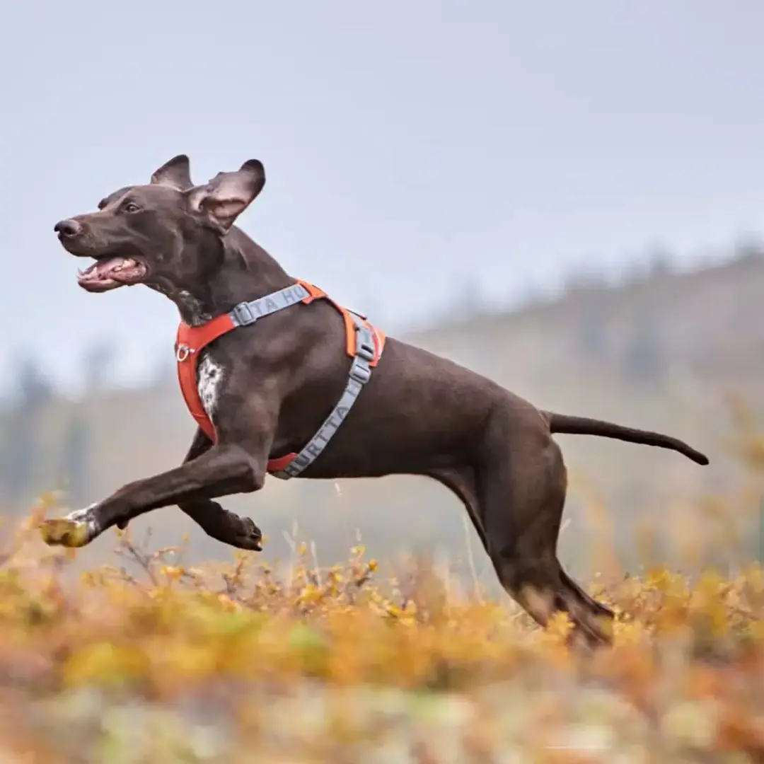 Hurtta Rover Harnas - Cinnamon - 65-80 cm - afbeelding 2 van 3