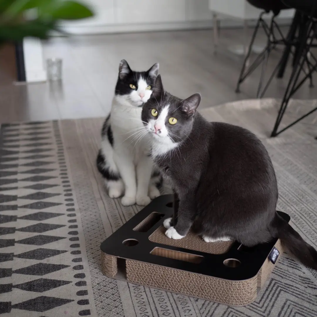 District 70 SPY Kattenspeelgoed - 35x35x6cm - Zwart - afbeelding 3 van 6