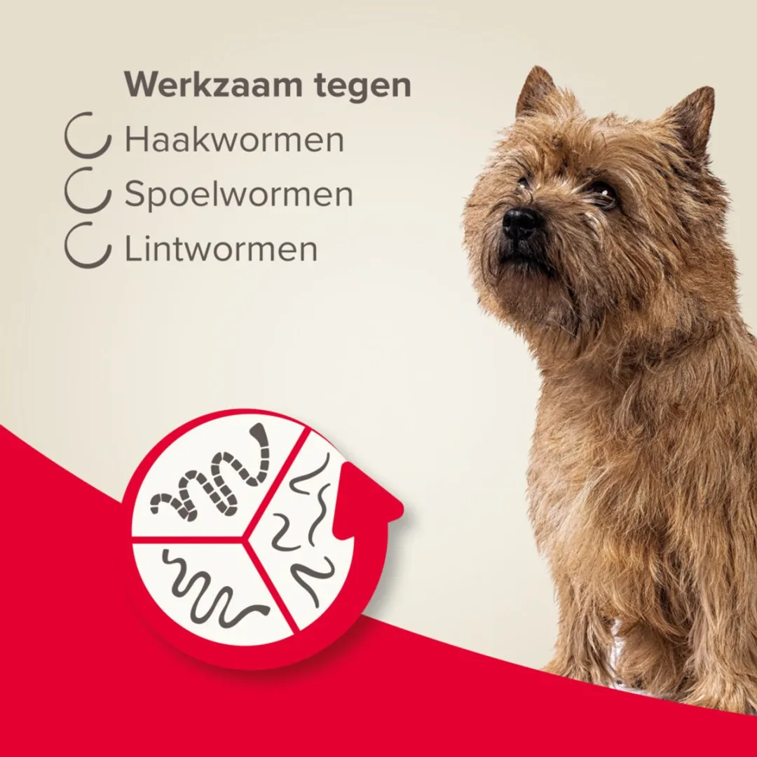 Beaphar Wormtablet All In One Hond 2,5-20 kg - 12 Stuks