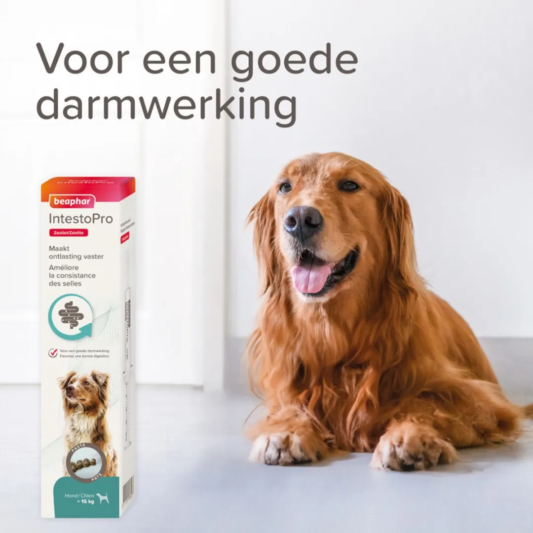 Beaphar IntestoPro Pasta Hond 2x20ml