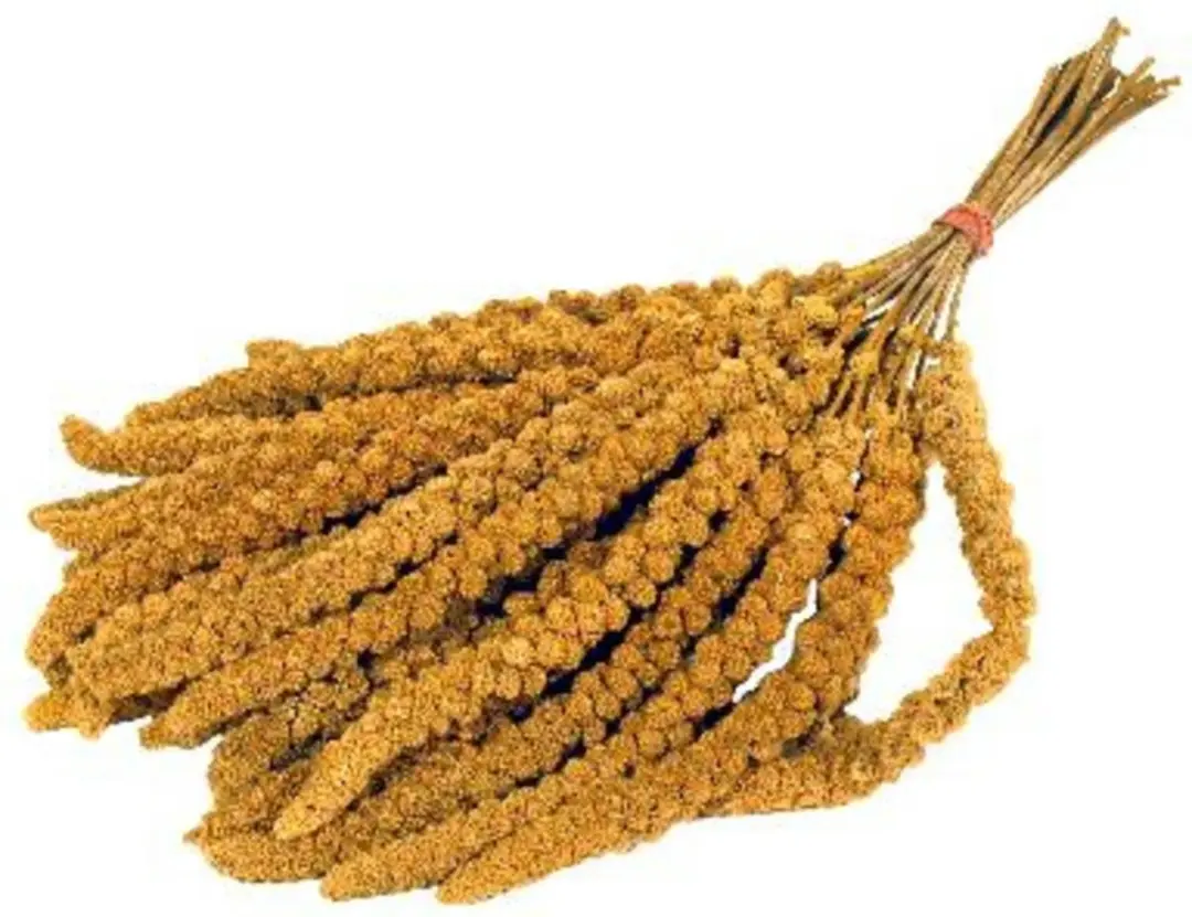Versele-Laga Prestige Trosgierst - Vogelsnack - 300g - afbeelding 4 van 5
