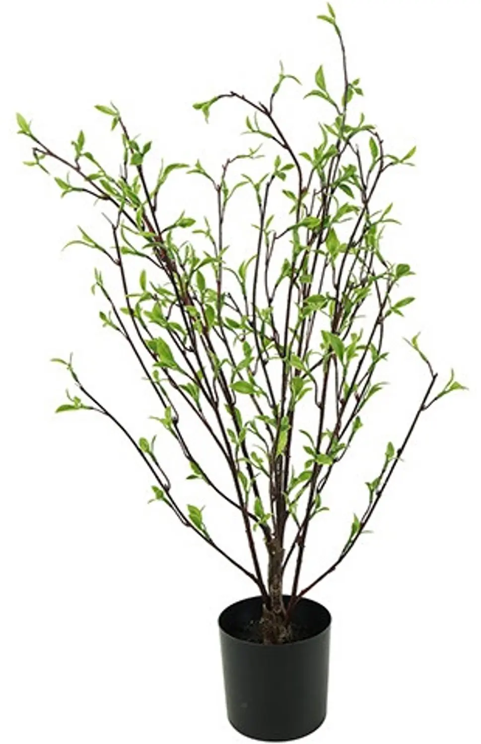 Countryfield Plant Tilia S Groen 61 cm