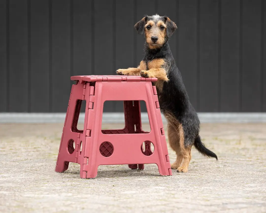 QHP Step-Up Opstapkruk 39cm - Bordeaux - afbeelding 3 van 4