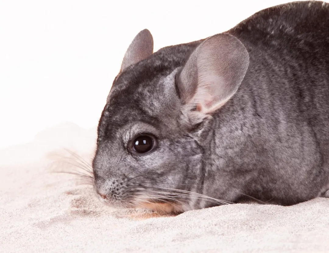 Beaphar Xtra Vital Badzand Chinchilla 2L - afbeelding 6 van 6